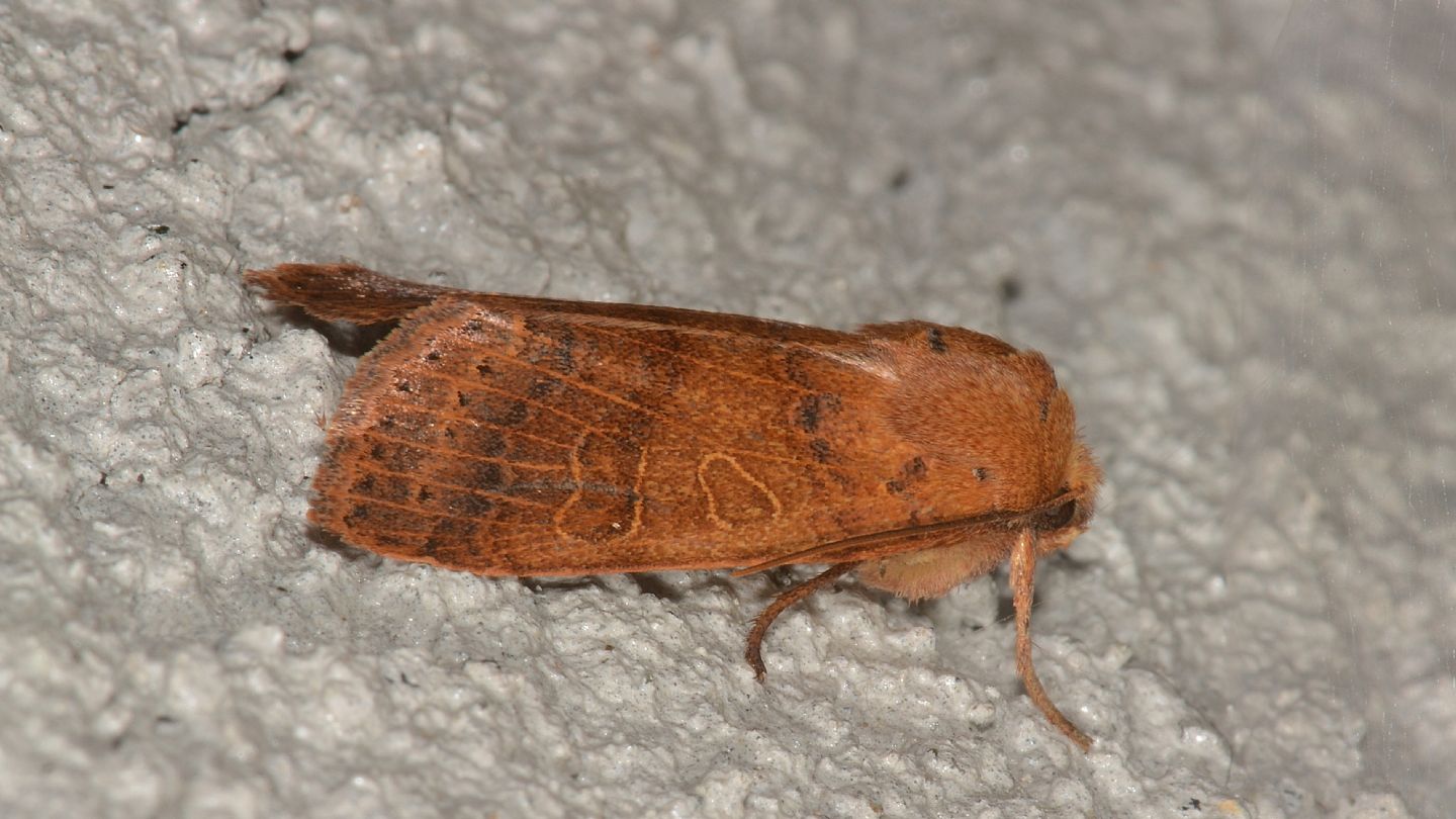 Noctuidae: Agrochola pistacinoides/nitida