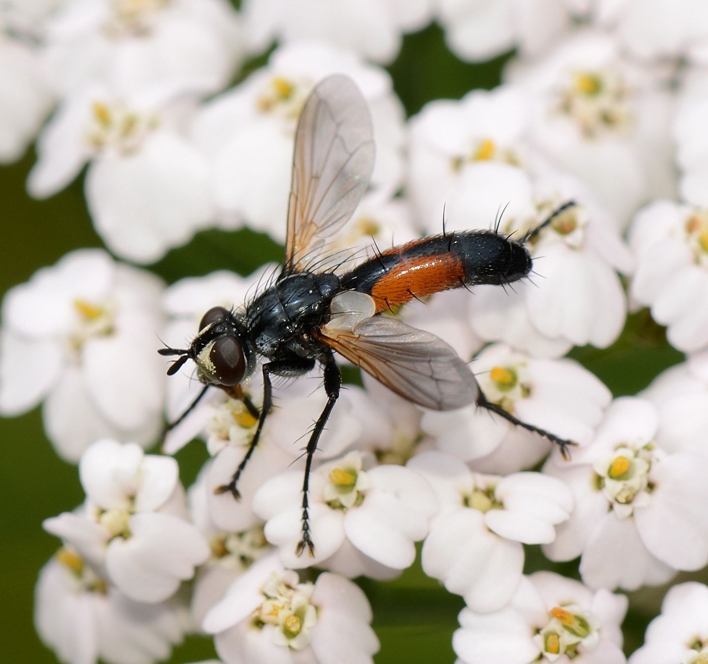 Cylimdromyia ?  S, Cylindromyia auriceps