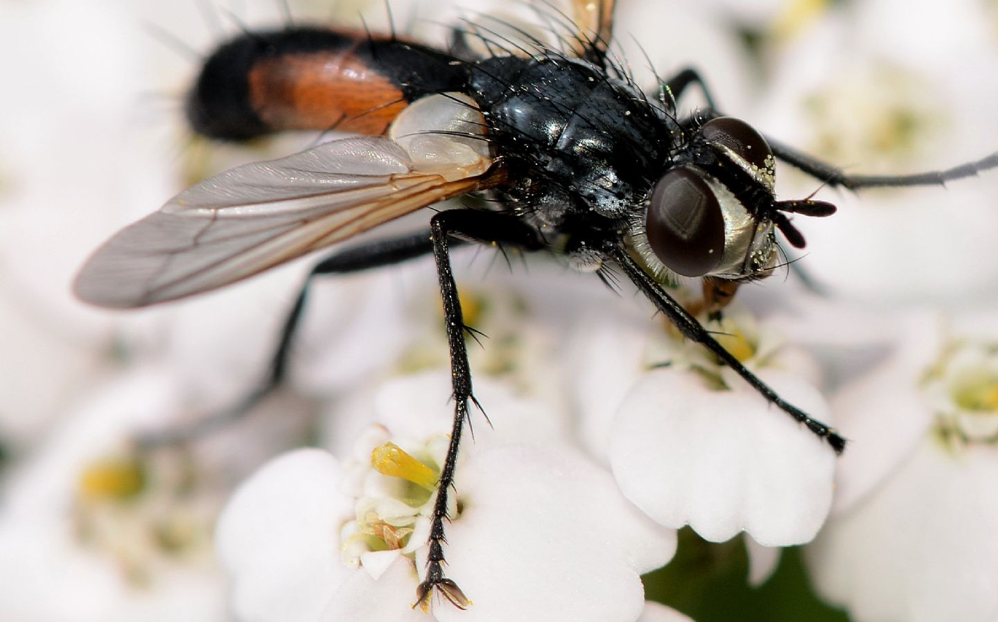 Cylimdromyia ?  S, Cylindromyia auriceps