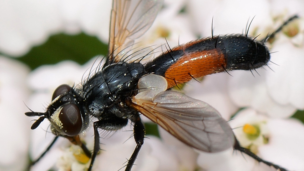 Cylimdromyia ?  S, Cylindromyia auriceps