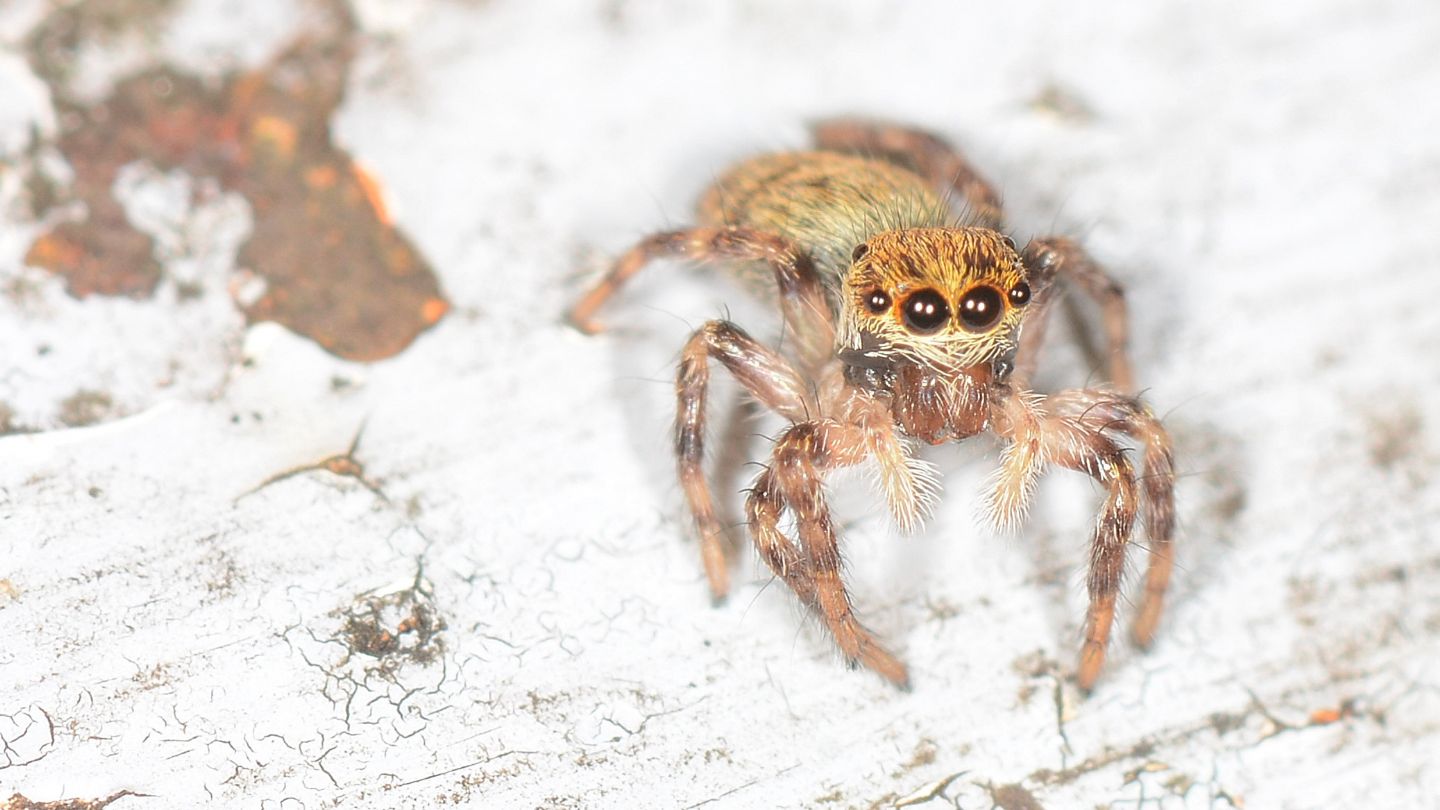 Salticidae