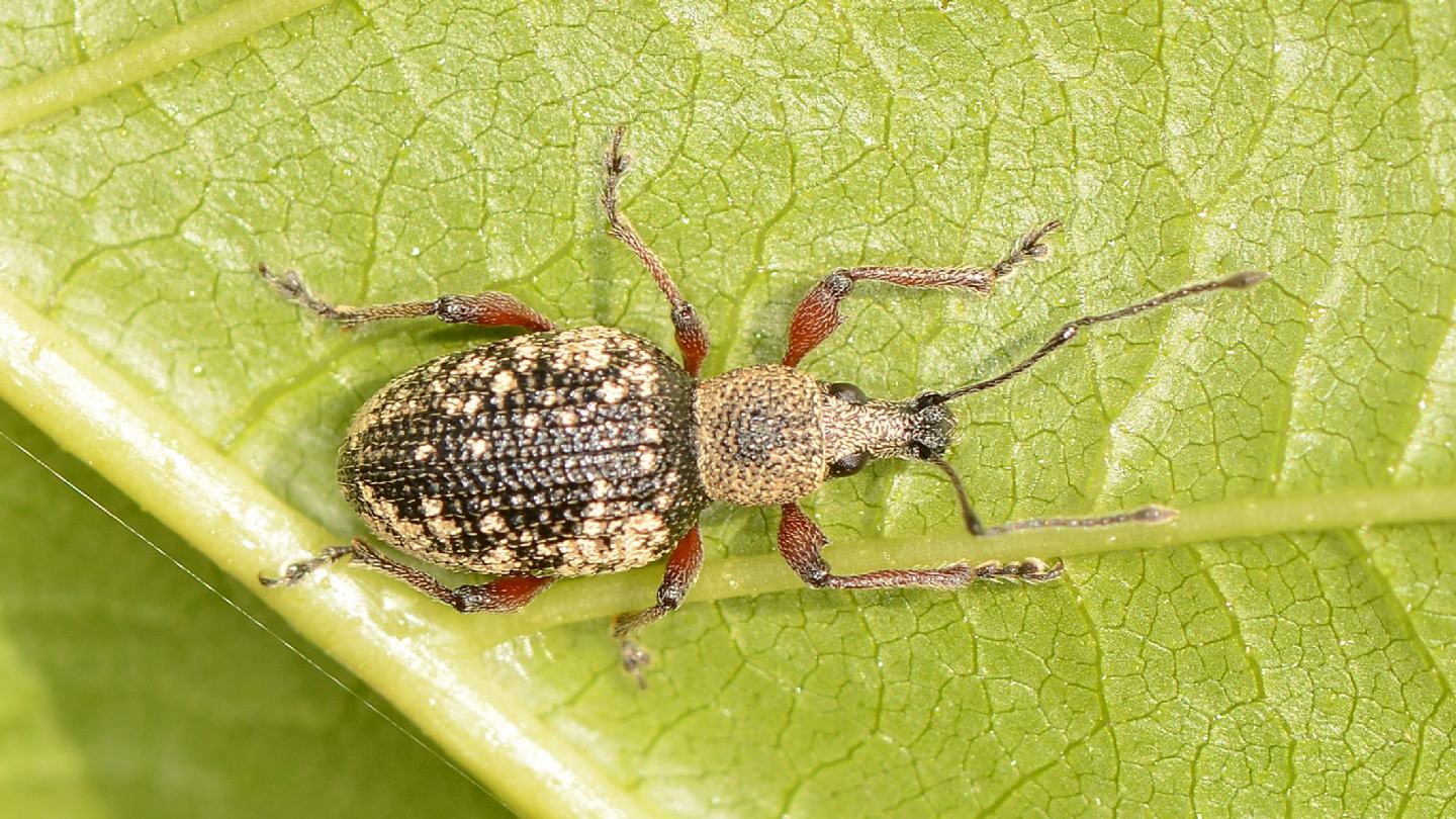 Curculionidae: Otiorhynchus lepidopterus