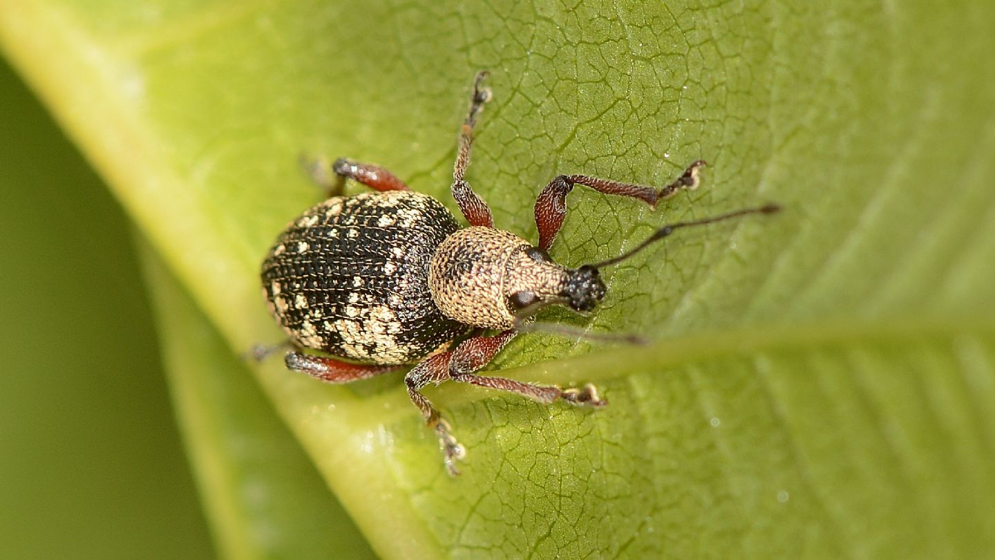 Curculionidae: Otiorhynchus lepidopterus