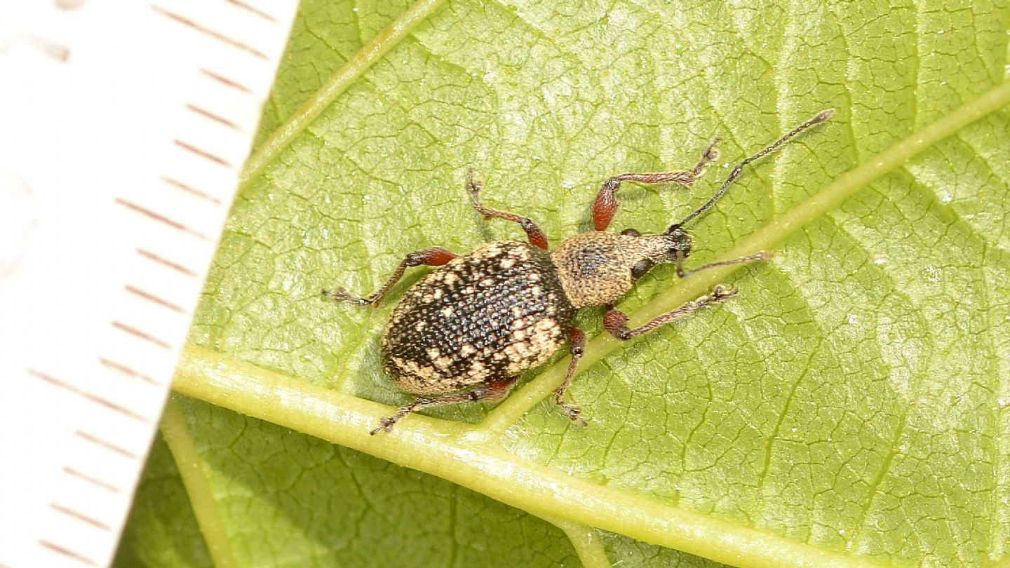 Curculionidae: Otiorhynchus lepidopterus