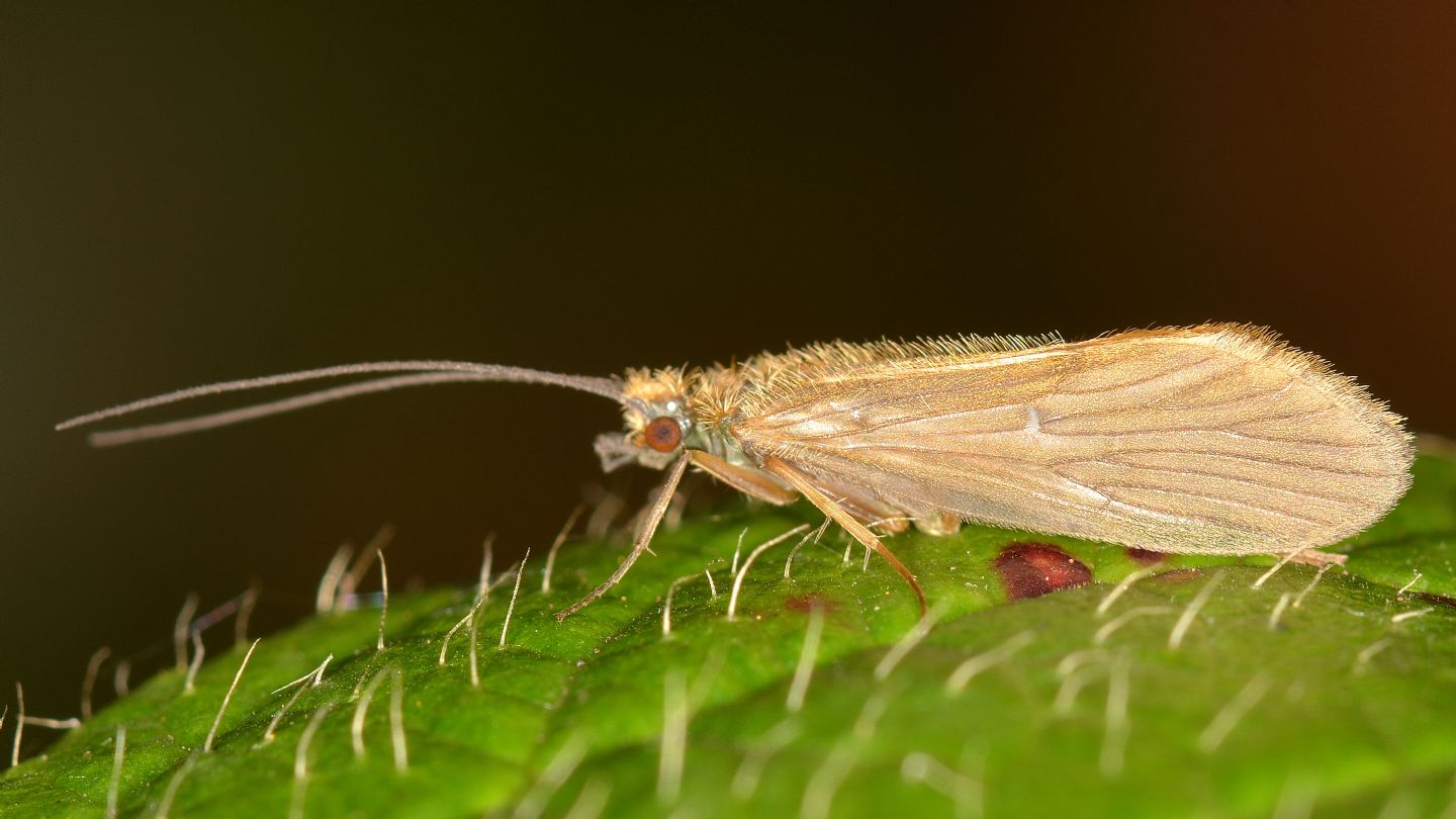 Tricottero villoso -  Rhyacophilidae: Rhyacophila sp. (cfr.)