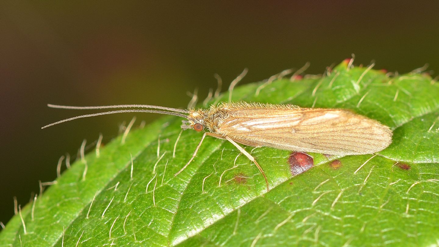 Tricottero villoso -  Rhyacophilidae: Rhyacophila sp. (cfr.)