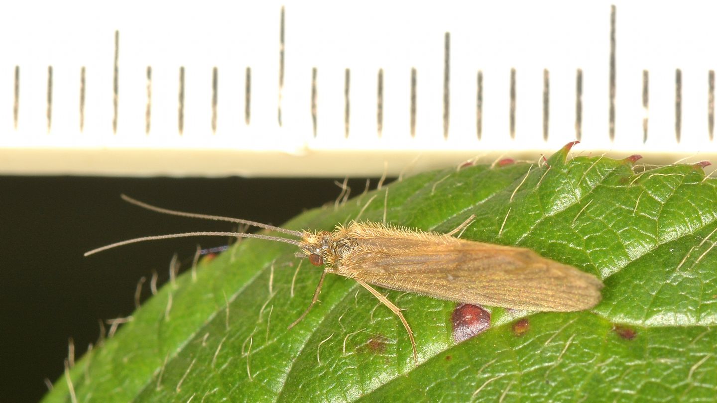 Tricottero villoso -  Rhyacophilidae: Rhyacophila sp. (cfr.)