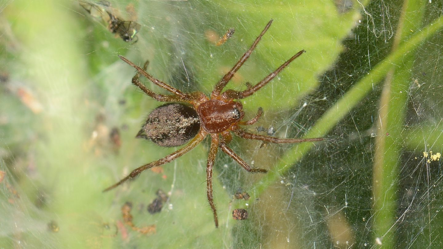 Agelena sp., giovane - Bannio Anzino (VCO)