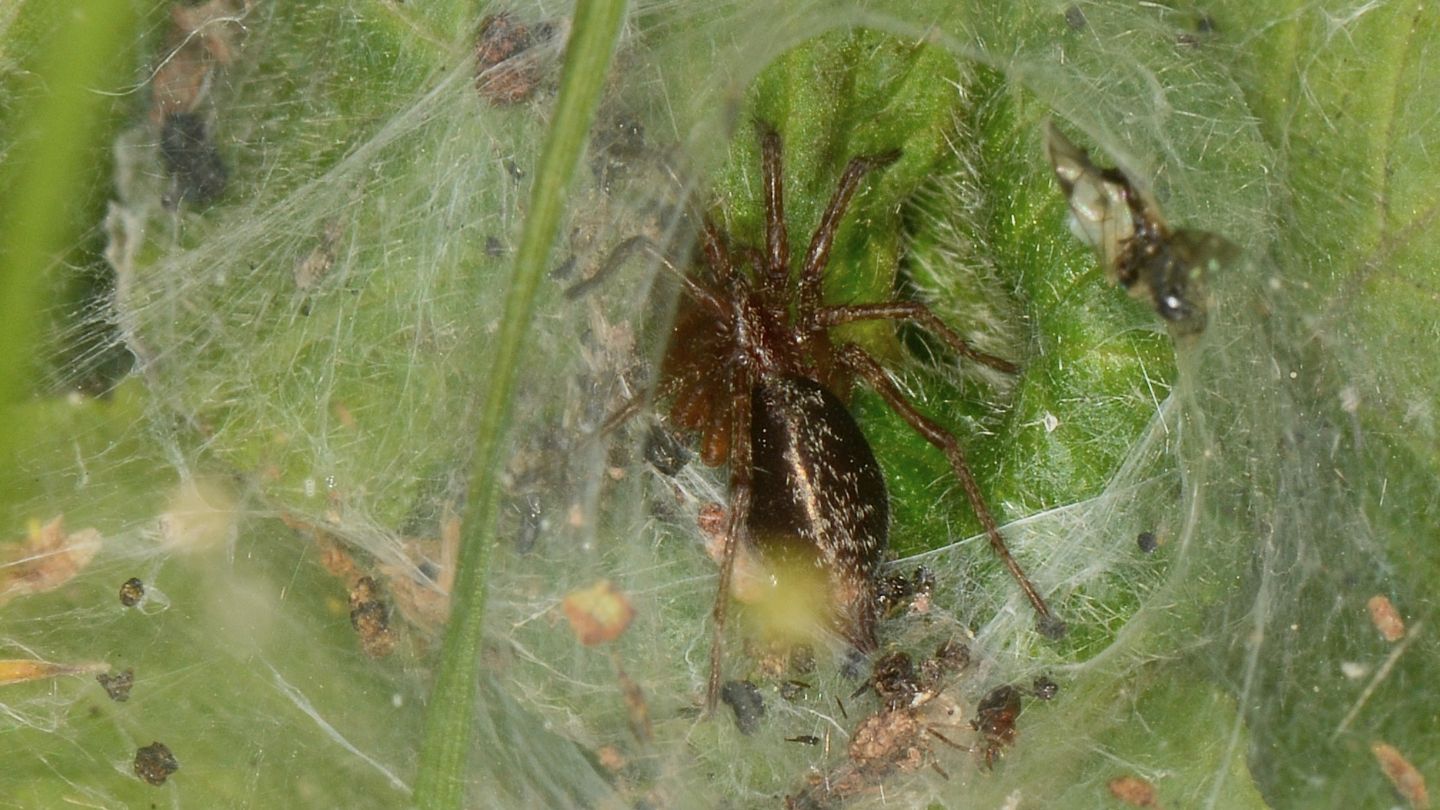 Agelena sp., giovane - Bannio Anzino (VCO)