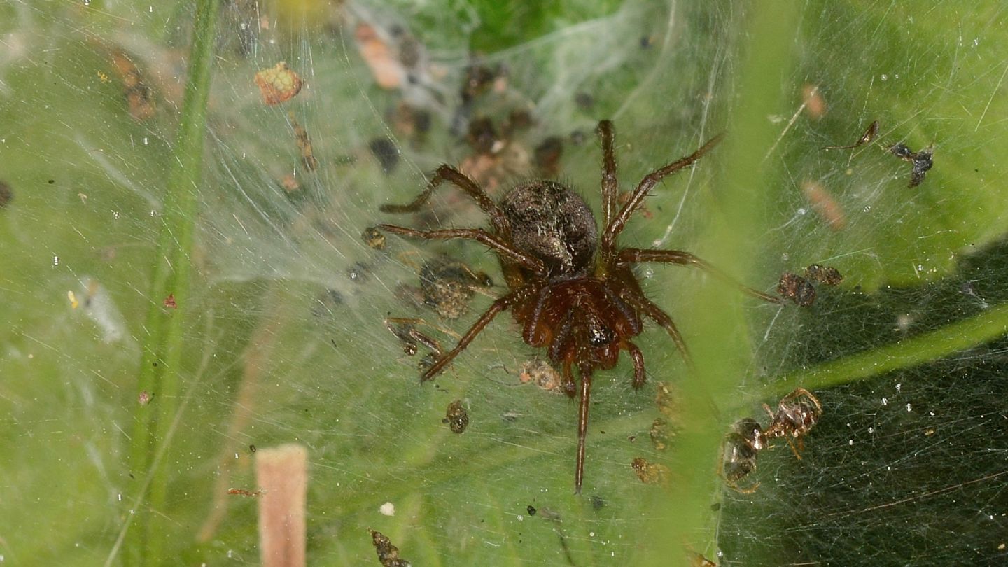 Agelena sp., giovane - Bannio Anzino (VCO)