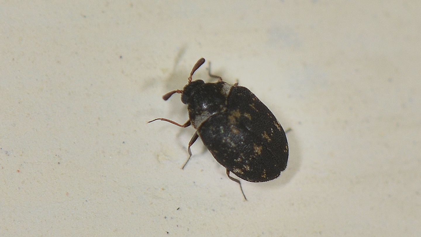 Dermestidae: Anthrenus fuscus