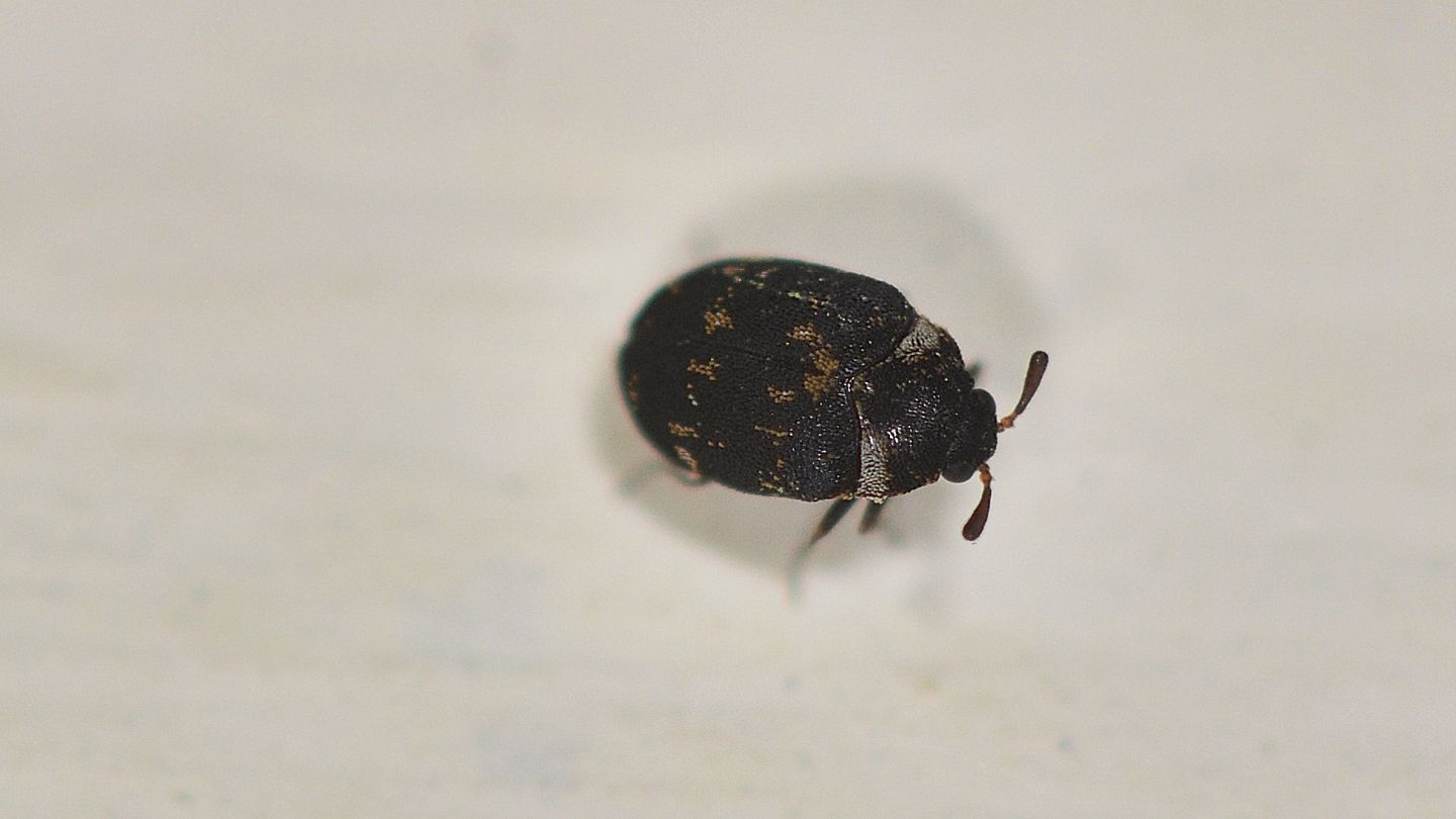 Dermestidae: Anthrenus fuscus