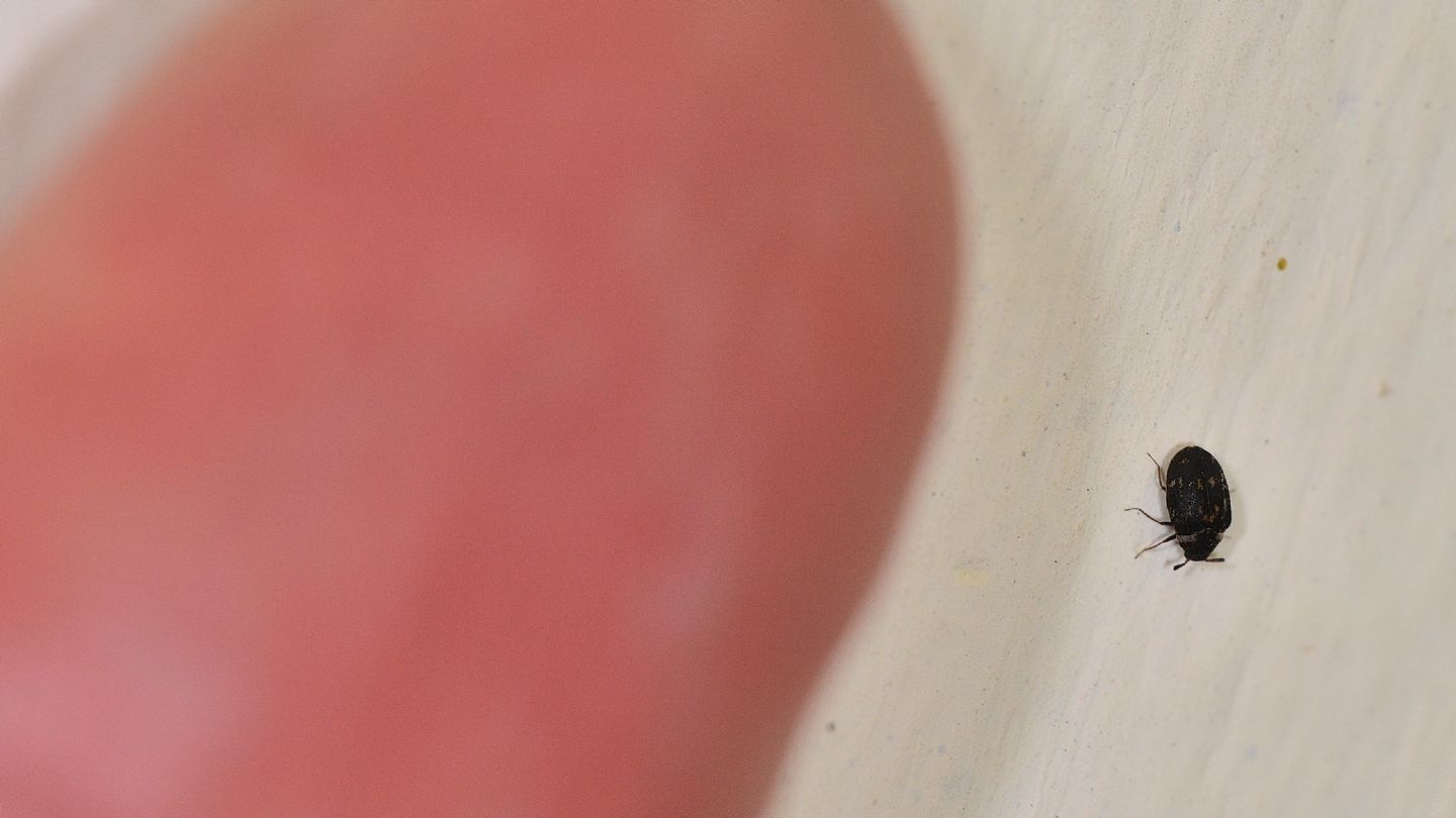 Dermestidae: Anthrenus fuscus