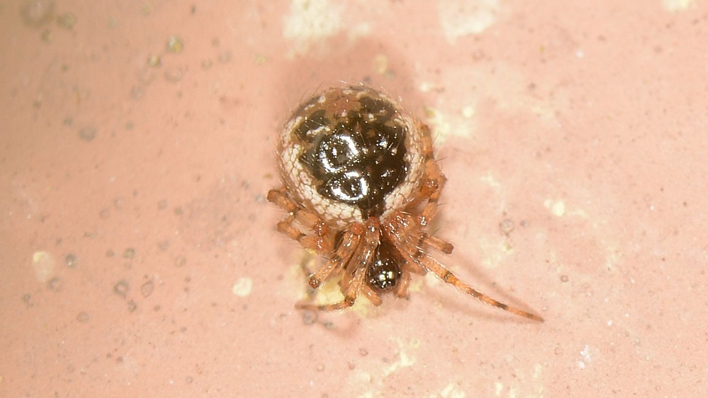 Sardinidion blackwalli - Bannio Anzino (VCO)