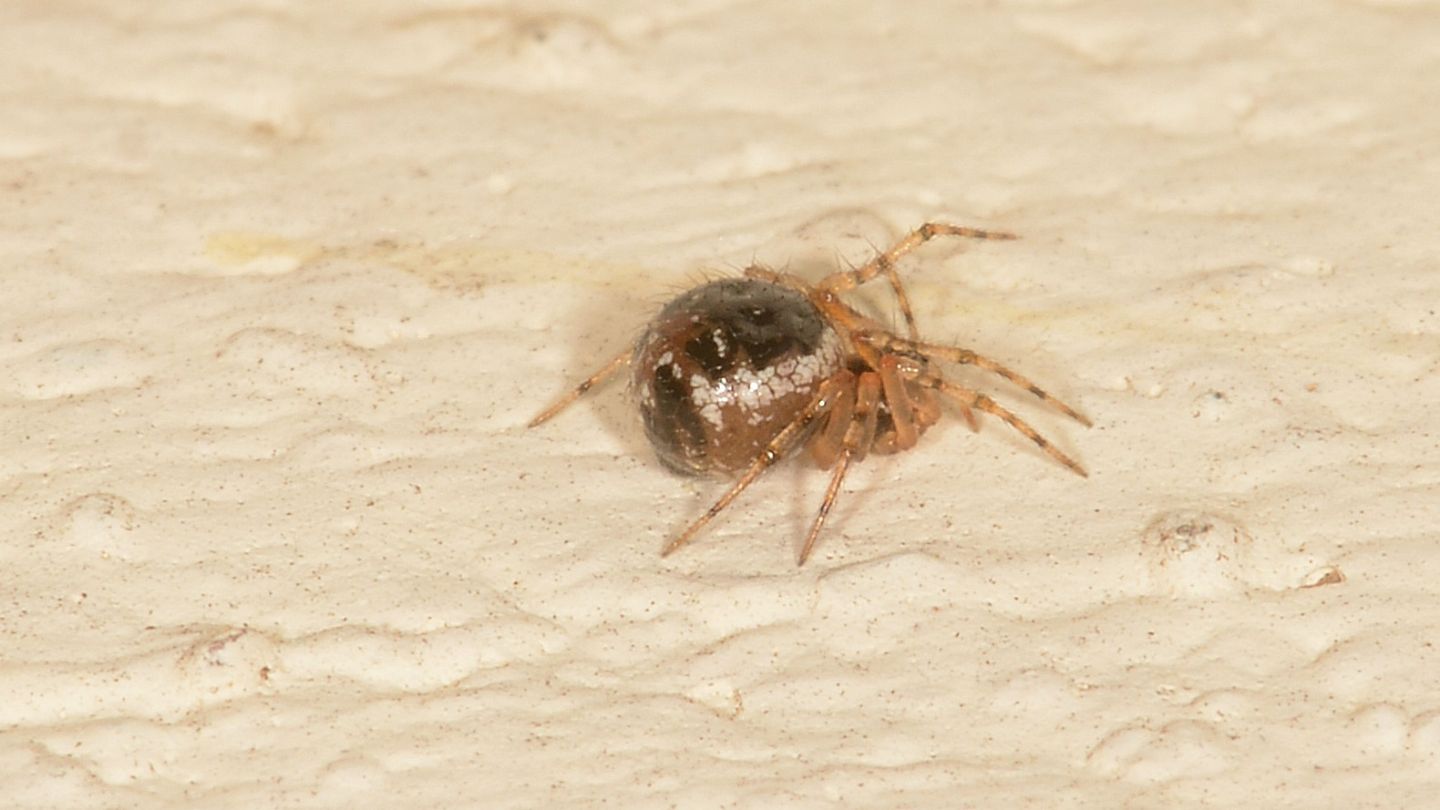 Sardinidion blackwalli - Bannio Anzino (VCO)