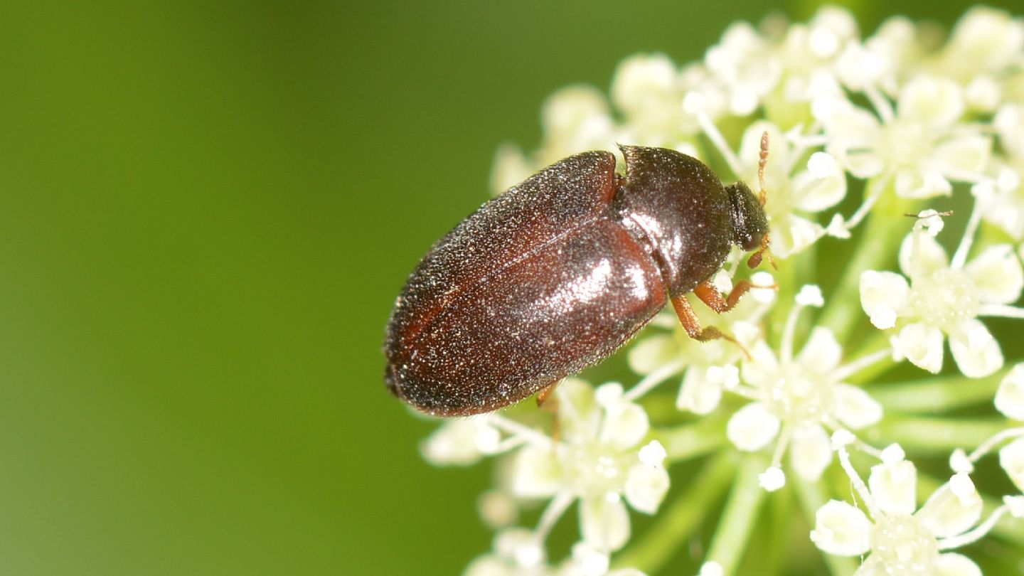 Dermestidae: Attagenus brunneus