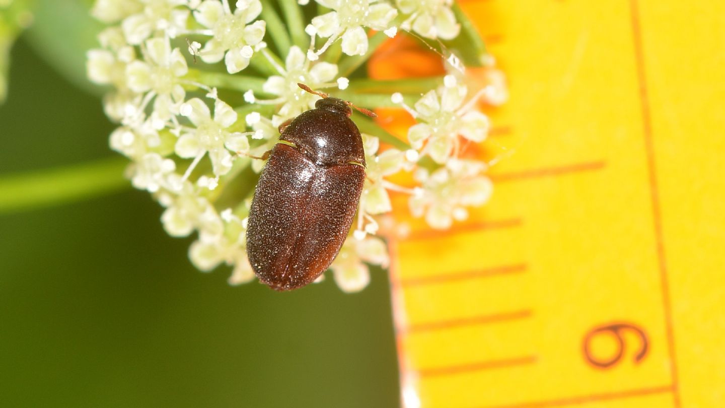 Dermestidae: Attagenus brunneus