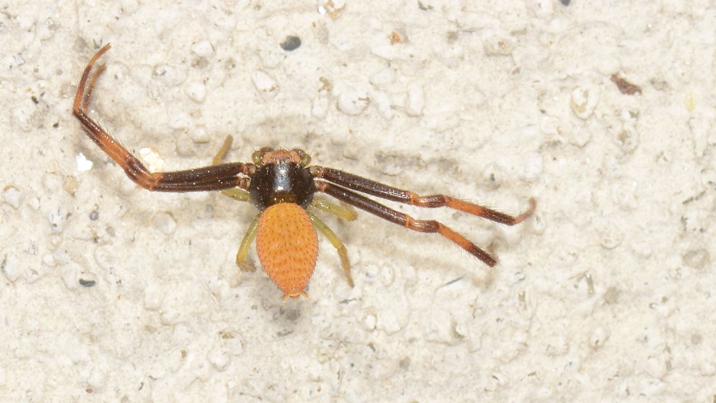 Thomisidae: Misumena bicolor, maschio - Bannio Anzino (VCO)