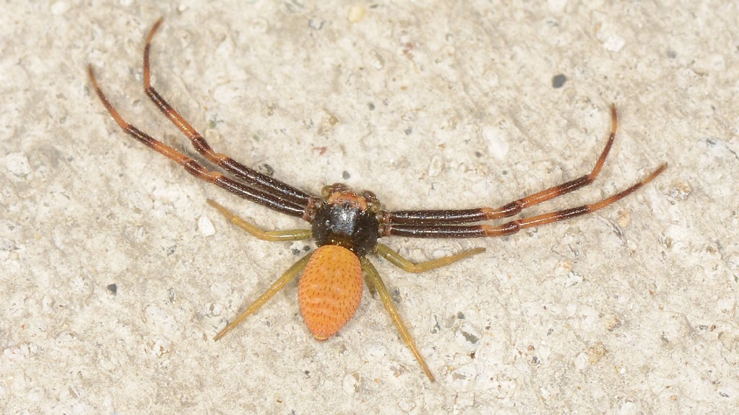 Thomisidae: Misumena vatia, maschio - Bannio Anzino (VCO)