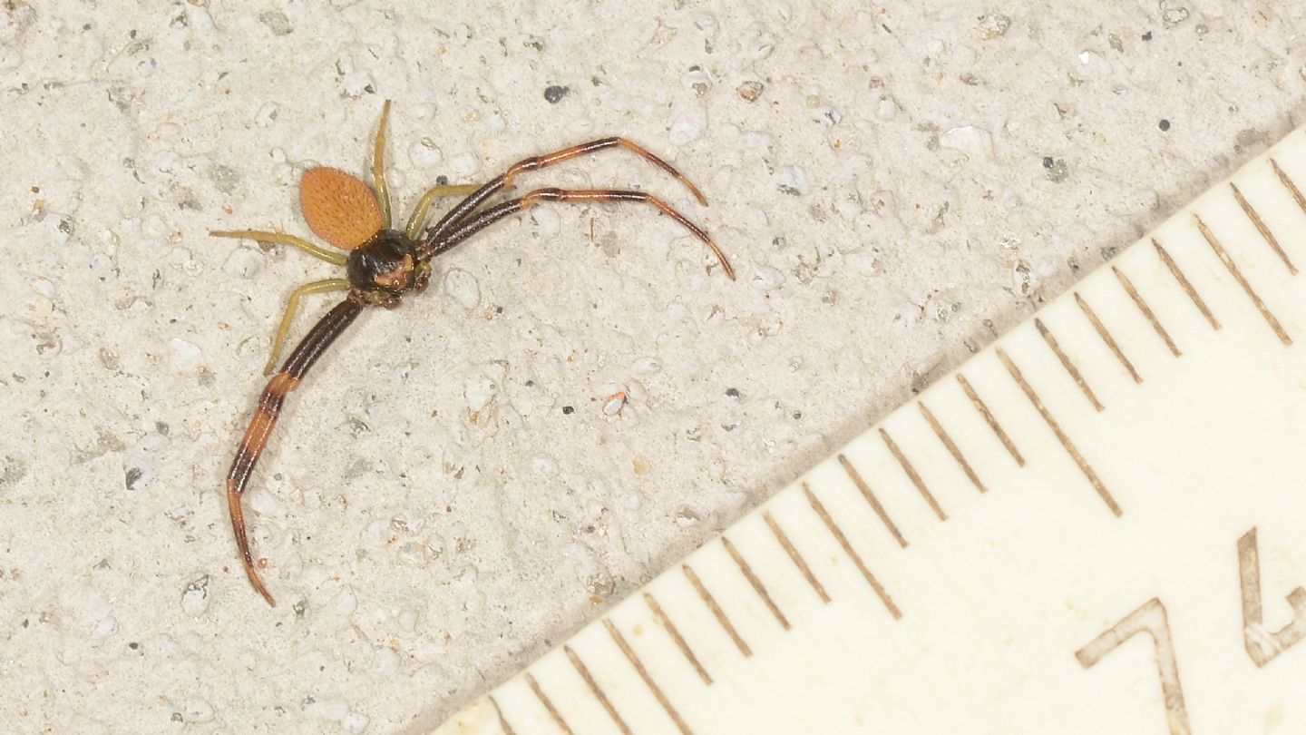 Thomisidae: Misumena bicolor, maschio - Bannio Anzino (VCO)