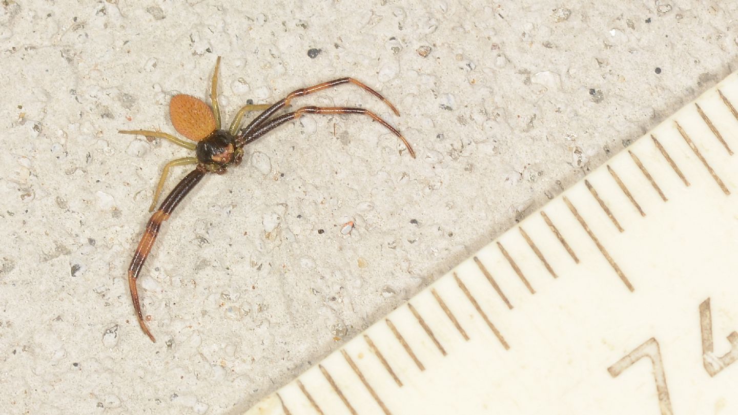 Thomisidae: Misumena vatia, maschio - Bannio Anzino (VCO)