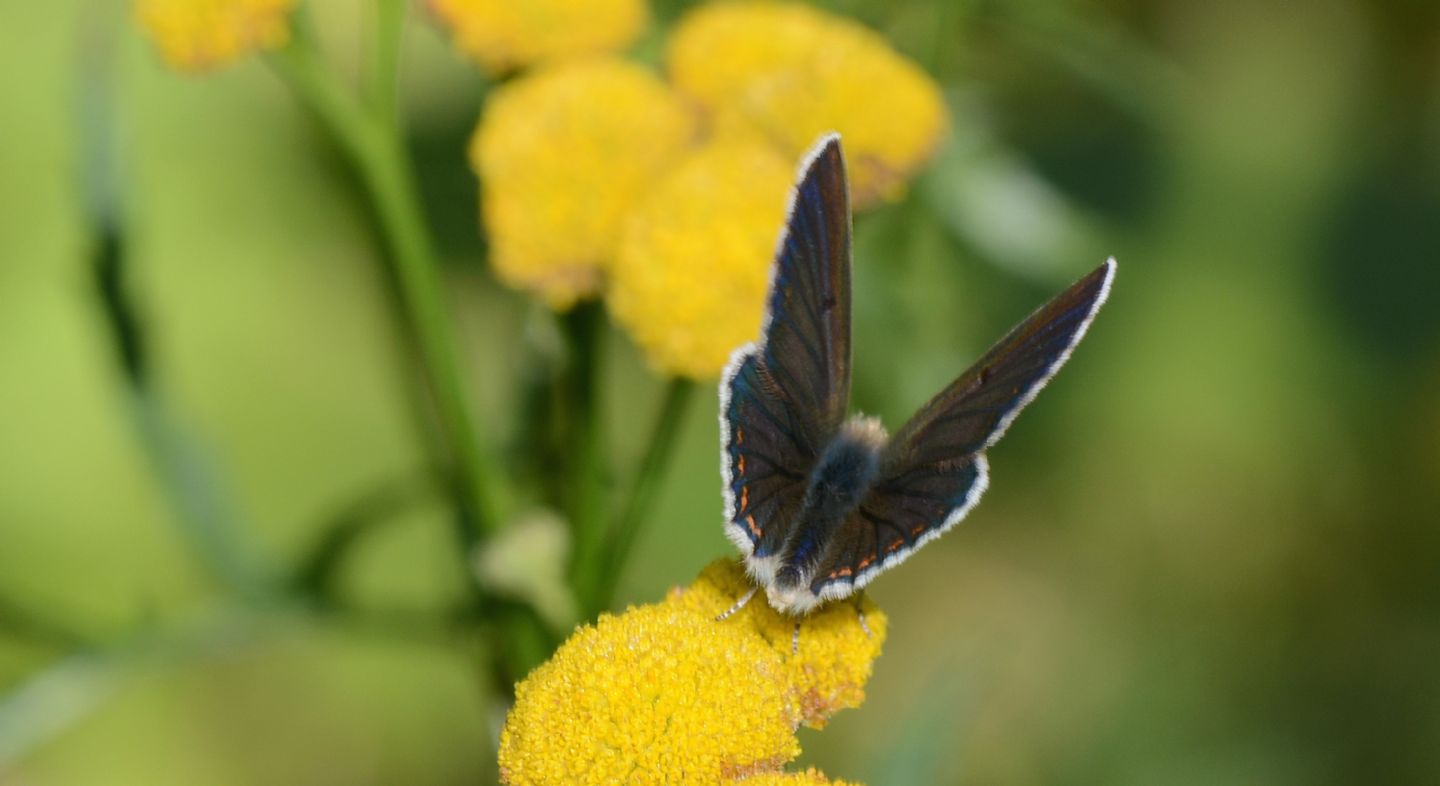 Lycaenidae: Aricia artaxerxes