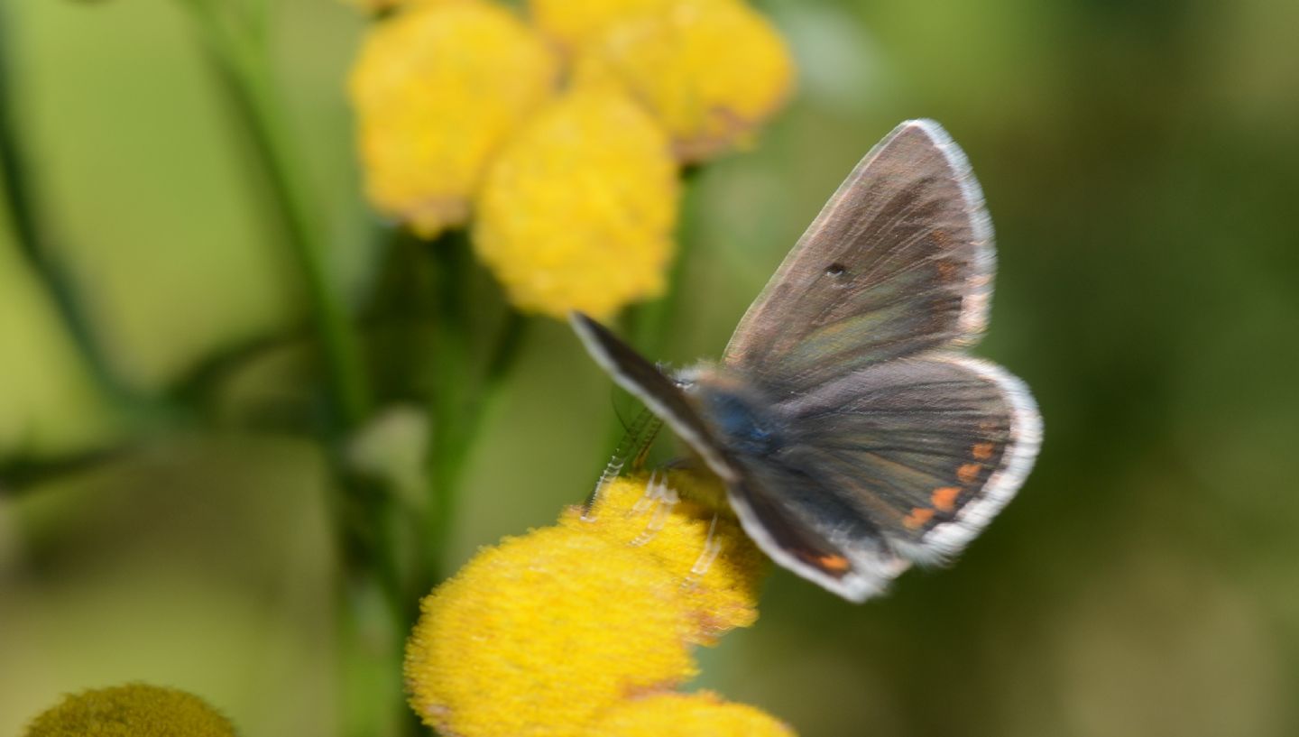 Lycaenidae: Aricia artaxerxes