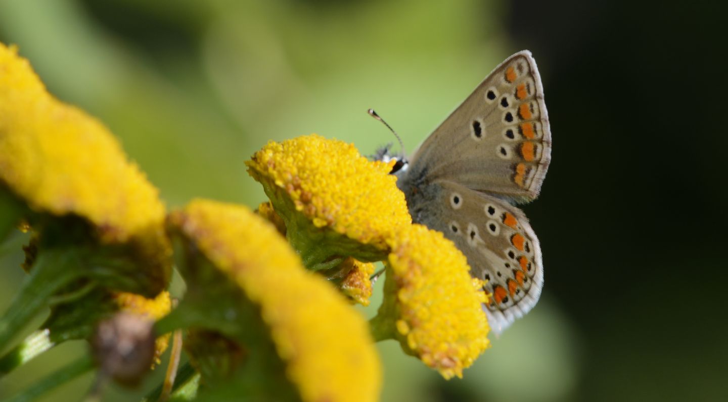 Lycaenidae: Aricia artaxerxes