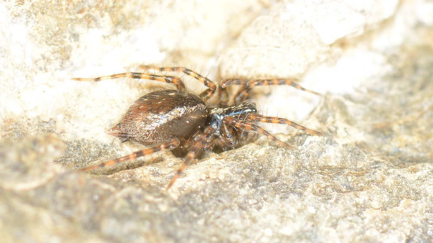 Textrix cfr.  denticulata  - val di Rabbi (TN)