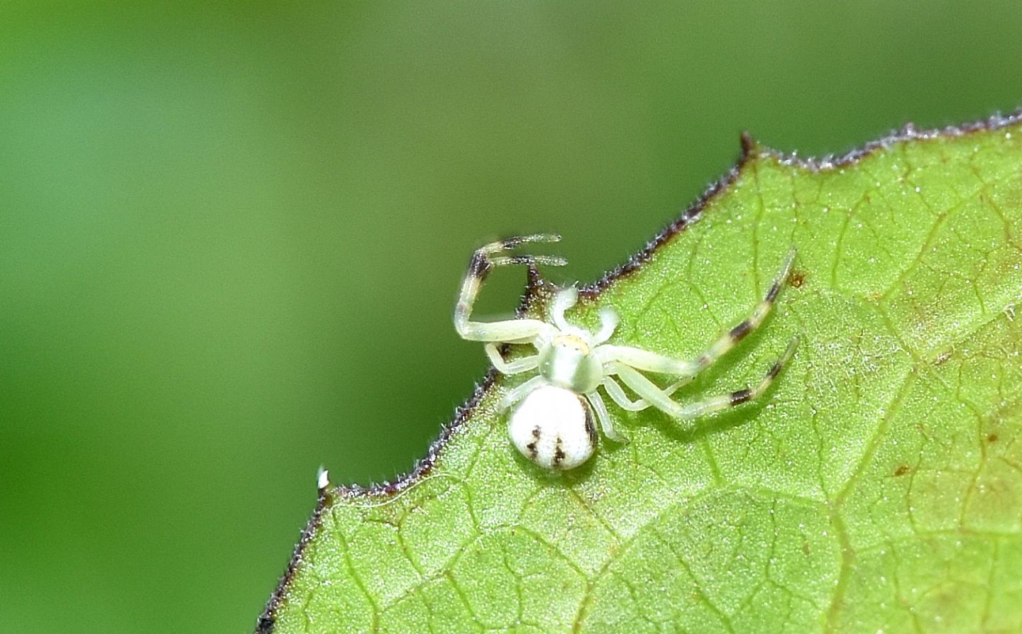 Misumena o Runcinia ? Misumena vatia, maschio subadulto - Bannio Anzino (VCO)