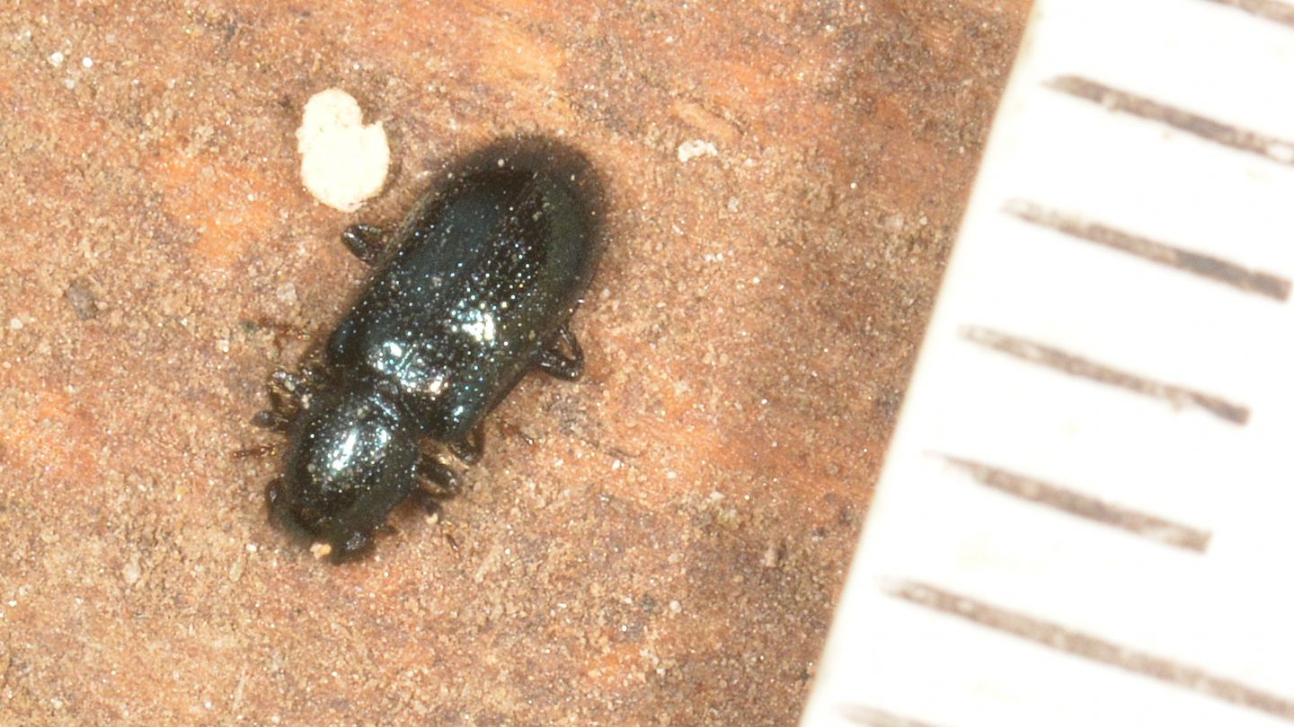 Cleridae: Korynetes sp.