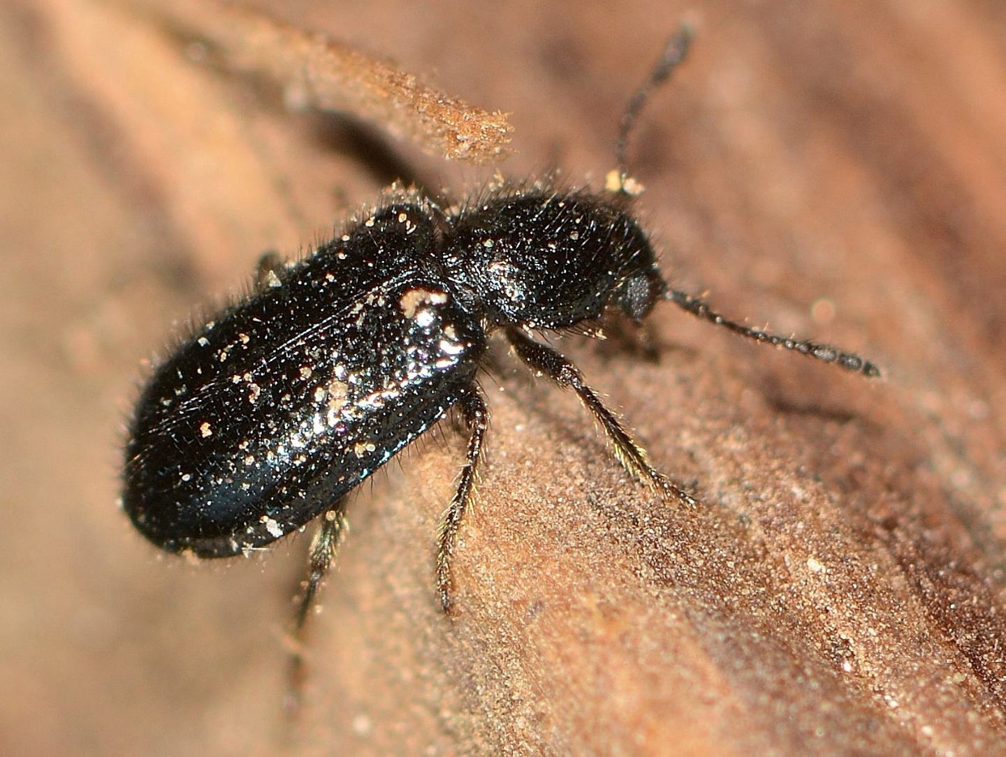 Cleridae: Korynetes sp.