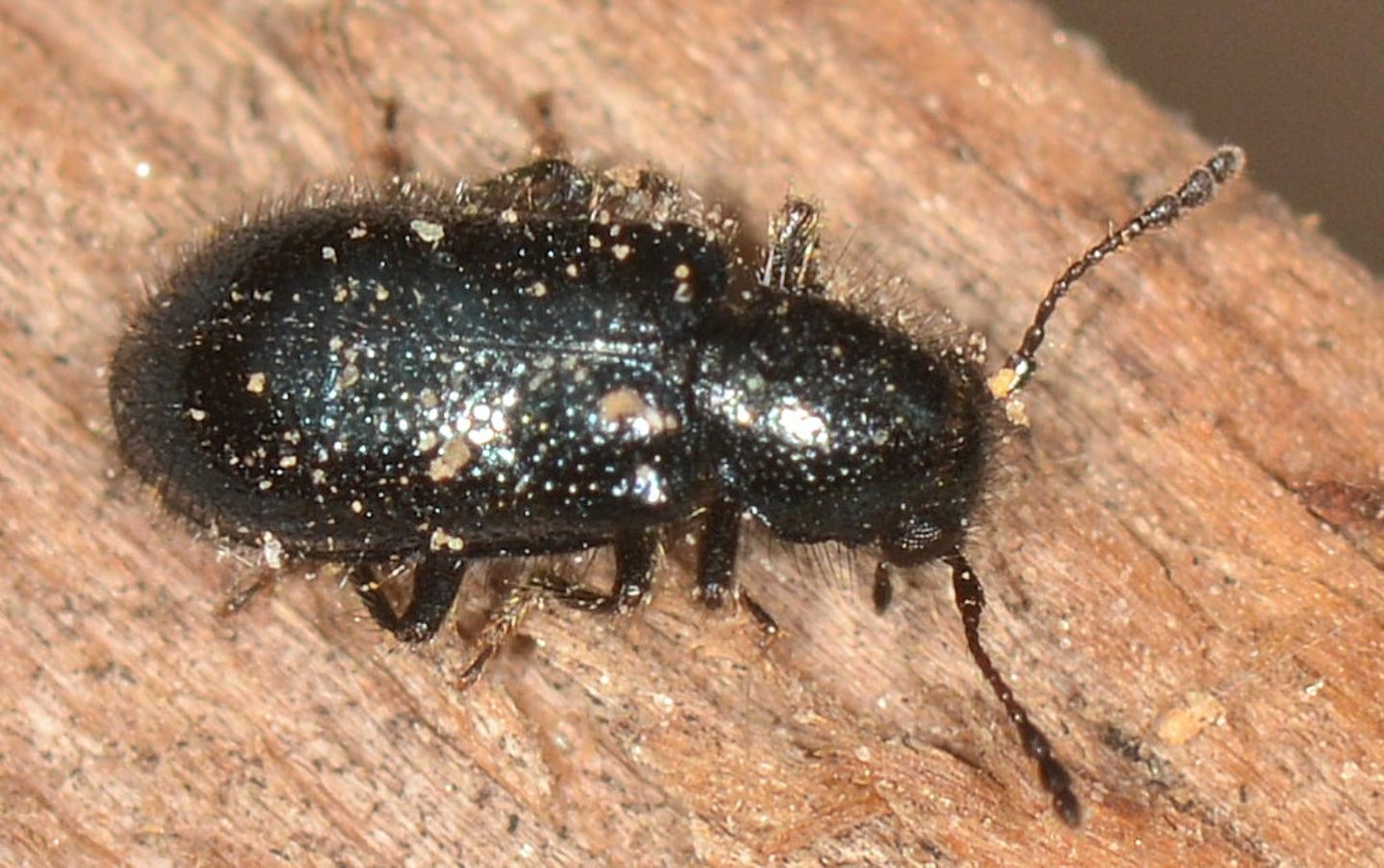 Cleridae: Korynetes sp.