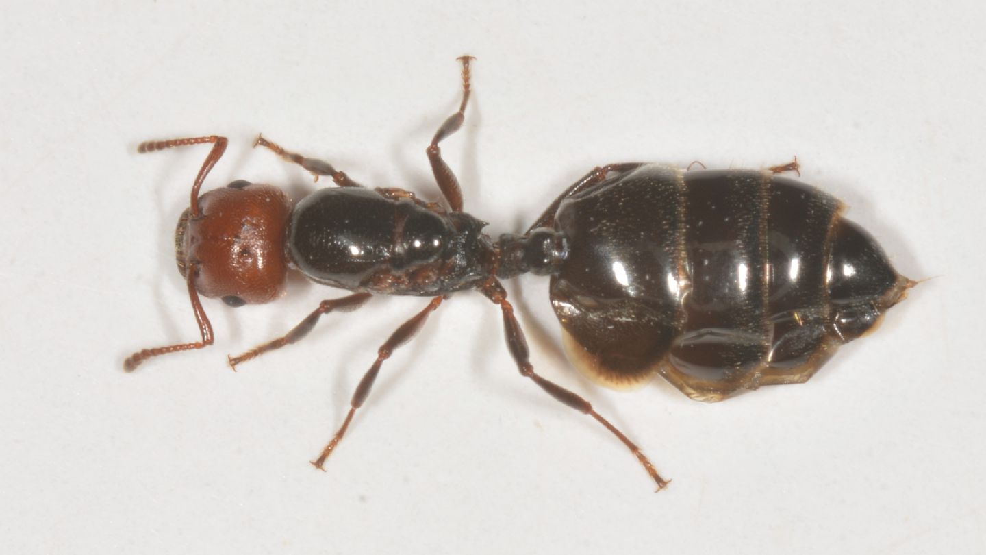 Formicidae: Crematogaster sp., regina