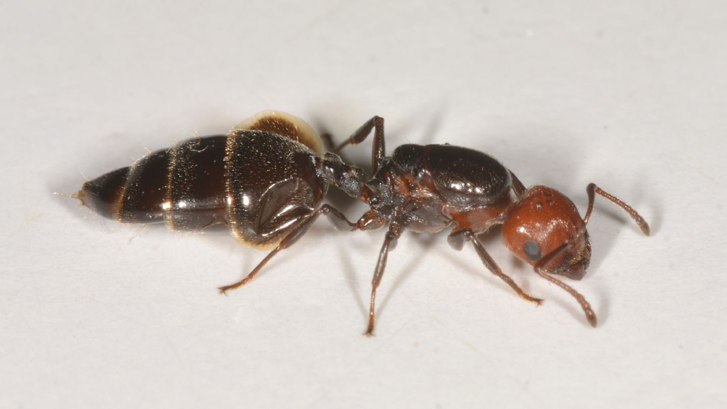 Formicidae: Crematogaster sp., regina