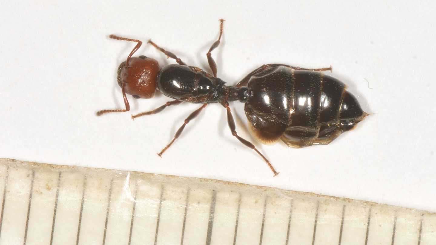 Formicidae: Crematogaster sp., regina