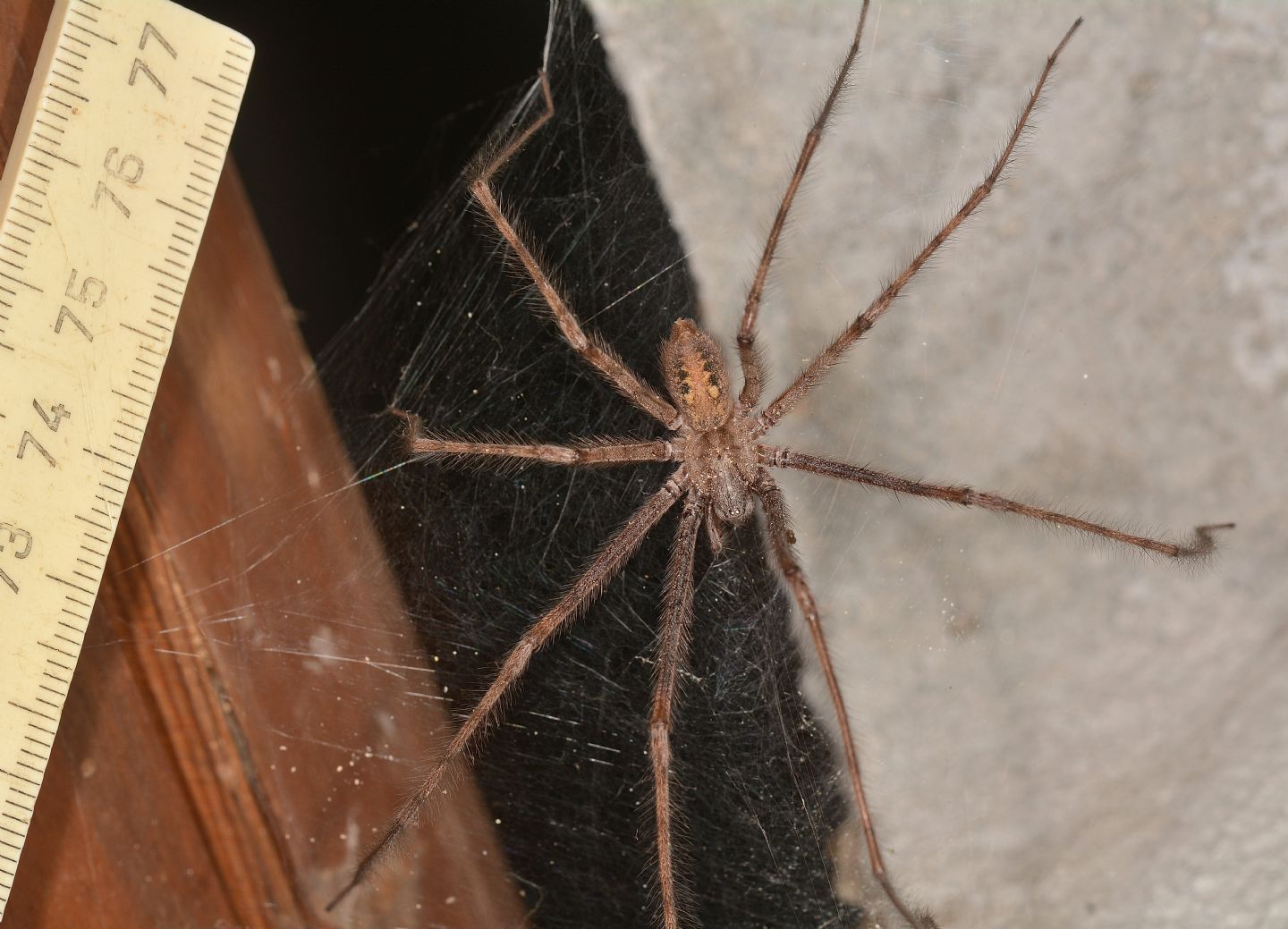 Tegenaria parietina, maschio - Bannio Anzino (VCO)