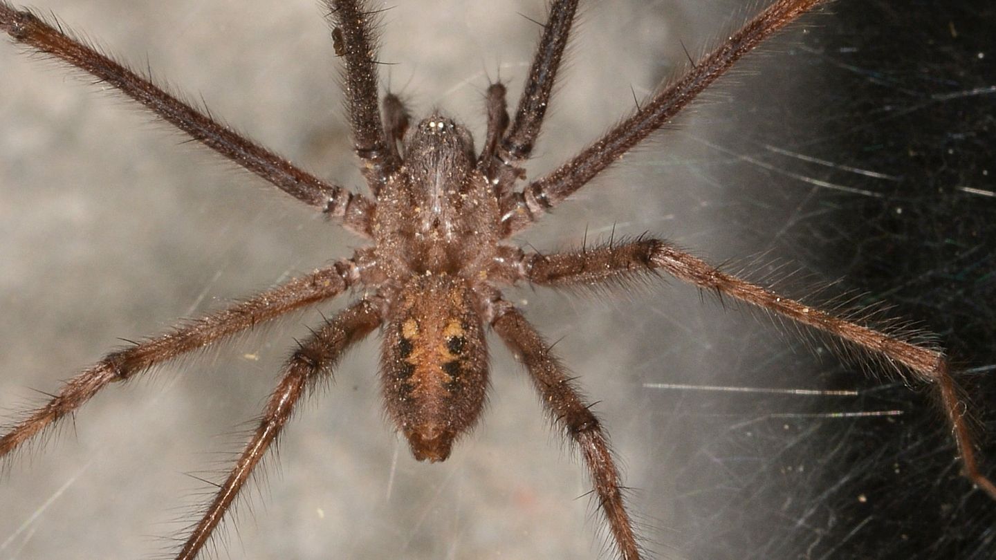 Tegenaria parietina, maschio - Bannio Anzino (VCO)