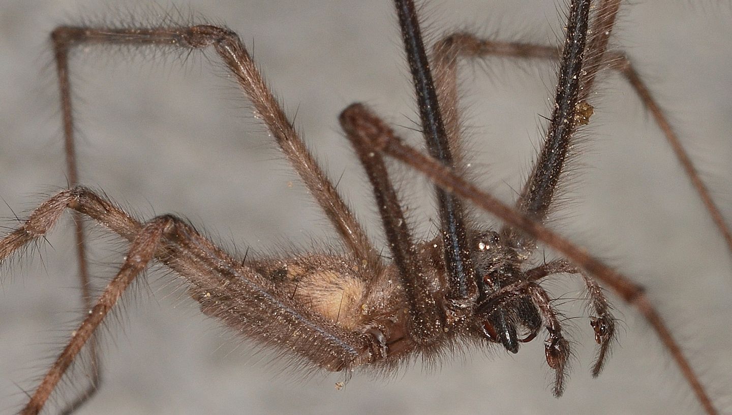 Tegenaria parietina, maschio - Bannio Anzino (VCO)