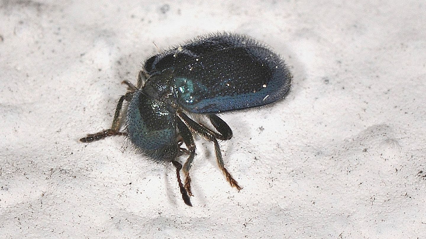 Cleridae: Korynetes caeruleus