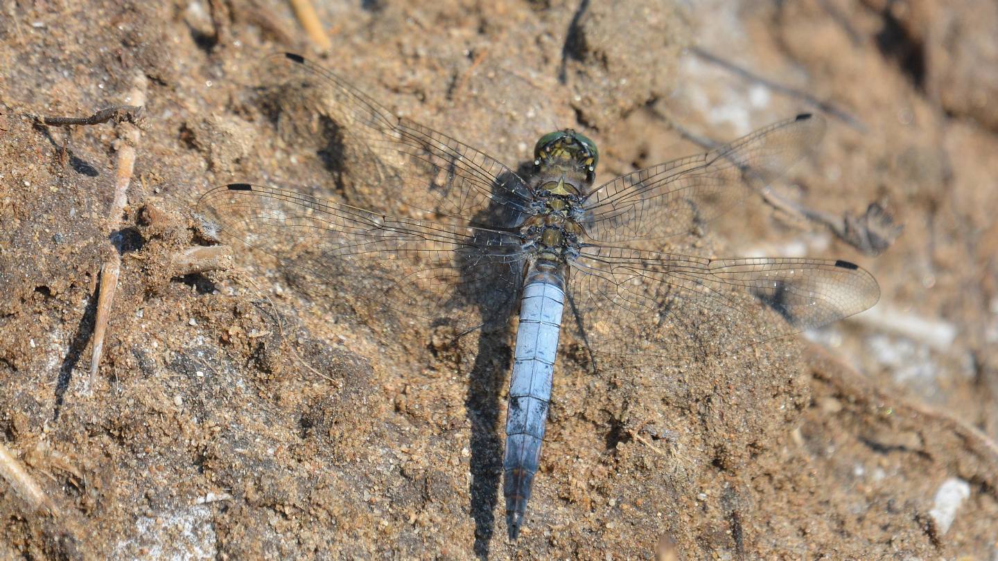 Dalla Sardegna: Orthetrum cancellatum