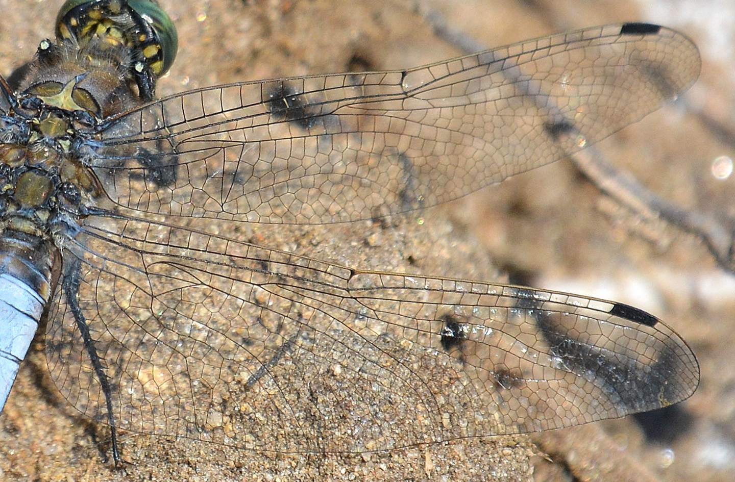 Dalla Sardegna: Orthetrum cancellatum