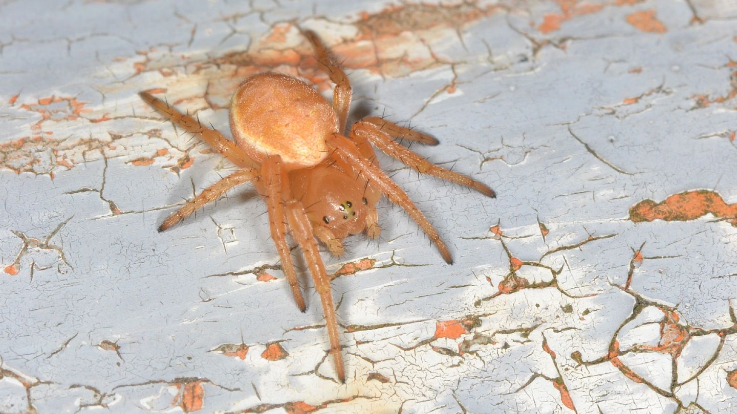 giovane di ? Araniella sp. - Bannio Anzino (VCO)