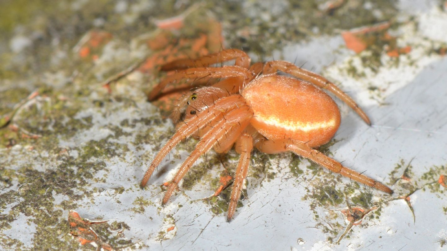 giovane di ? Araniella sp. - Bannio Anzino (VCO)