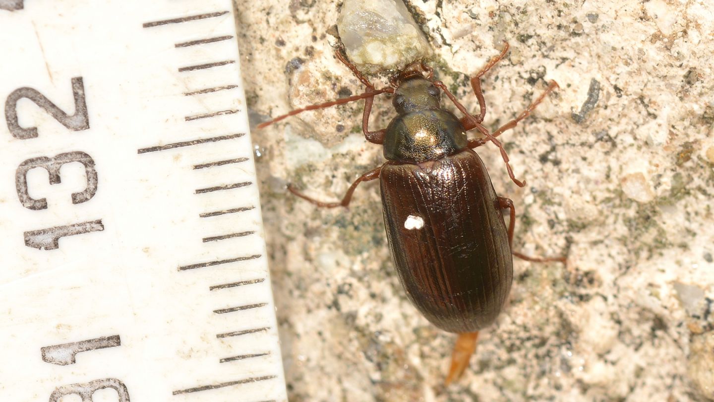 Tenebrionidae: Gonodera luperus