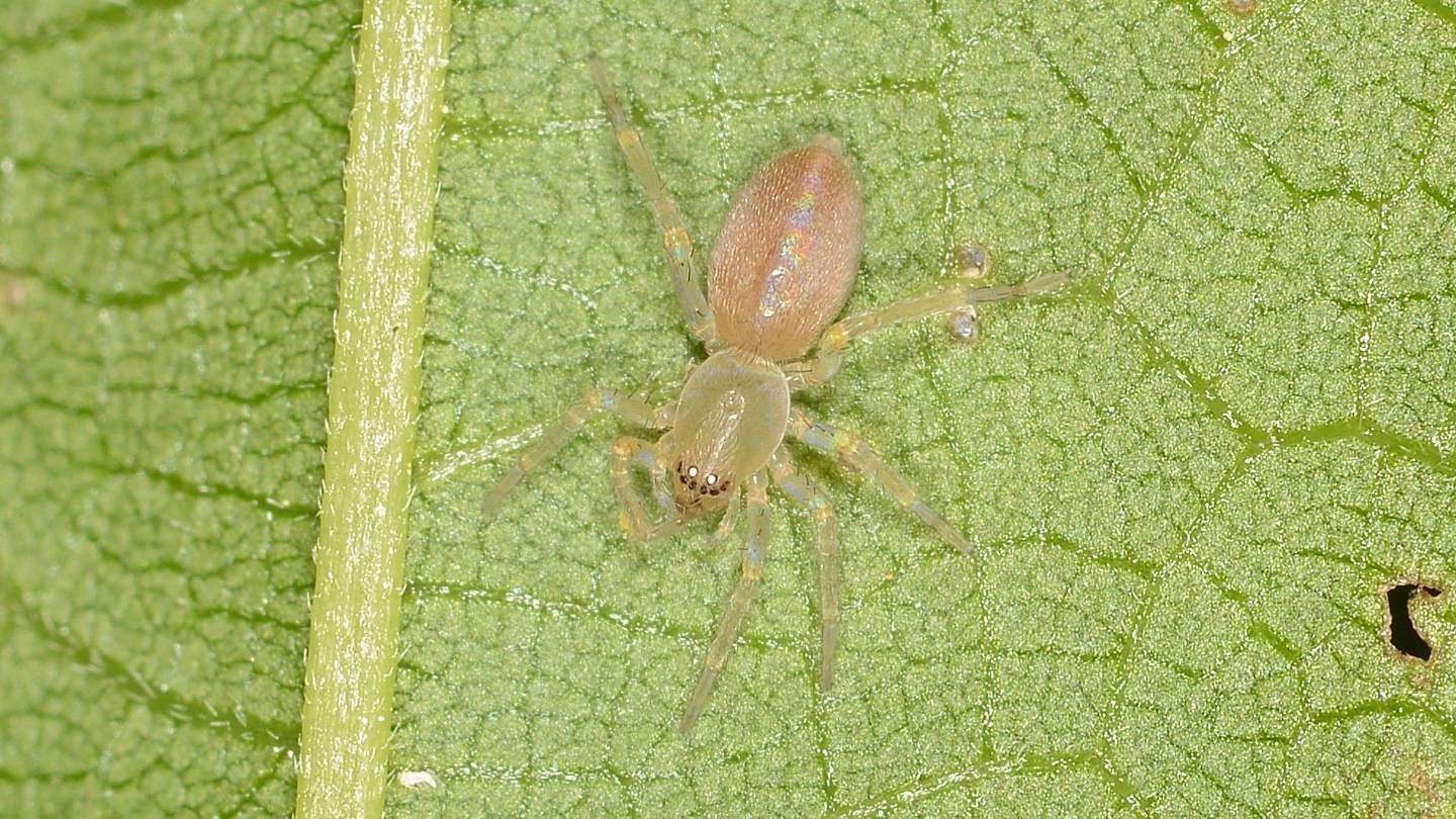 Clubiona sp., giovane - Bannio Anzino (VCO)