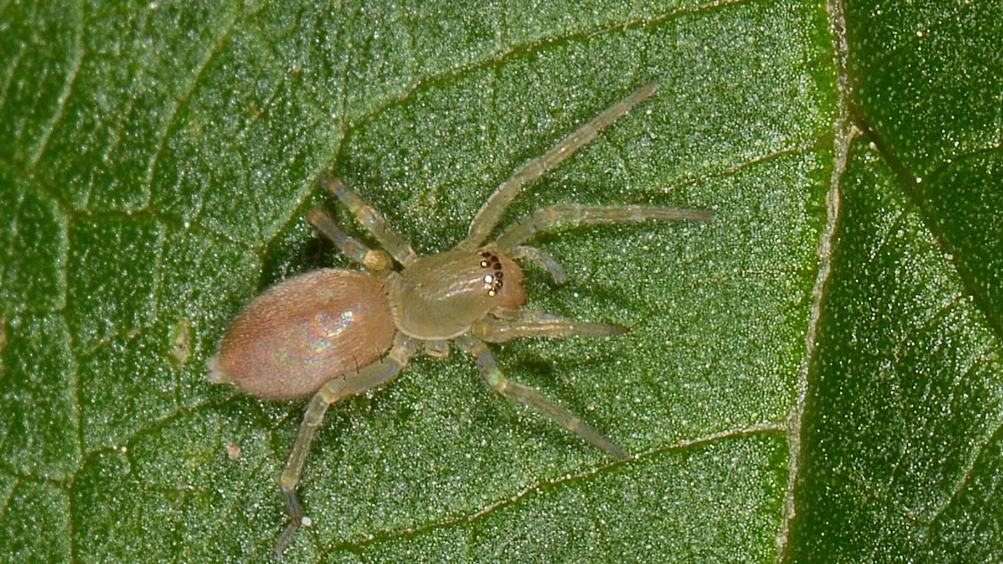 Clubiona sp., giovane - Bannio Anzino (VCO)