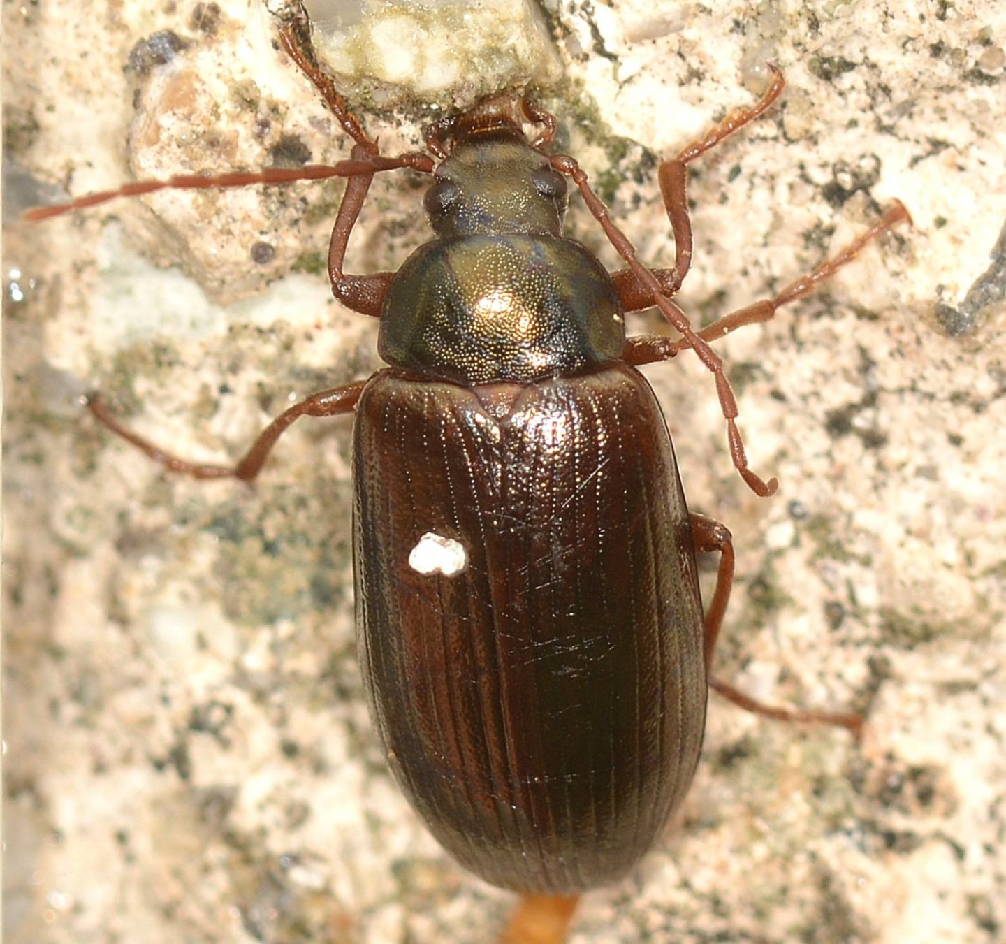 Tenebrionidae: Gonodera luperus