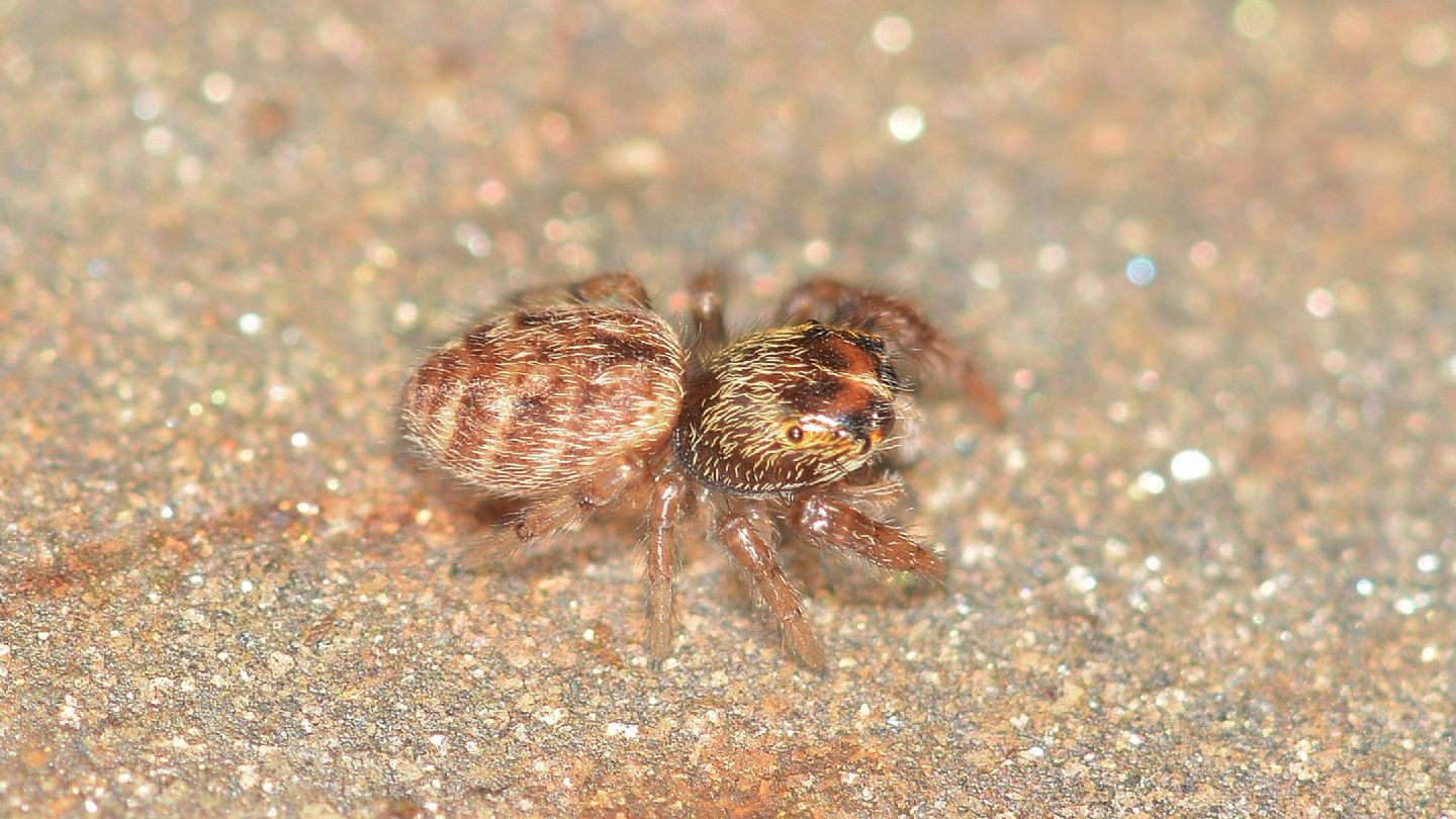 Macaroeris nidicolens - Bannio Anzino (VCO)