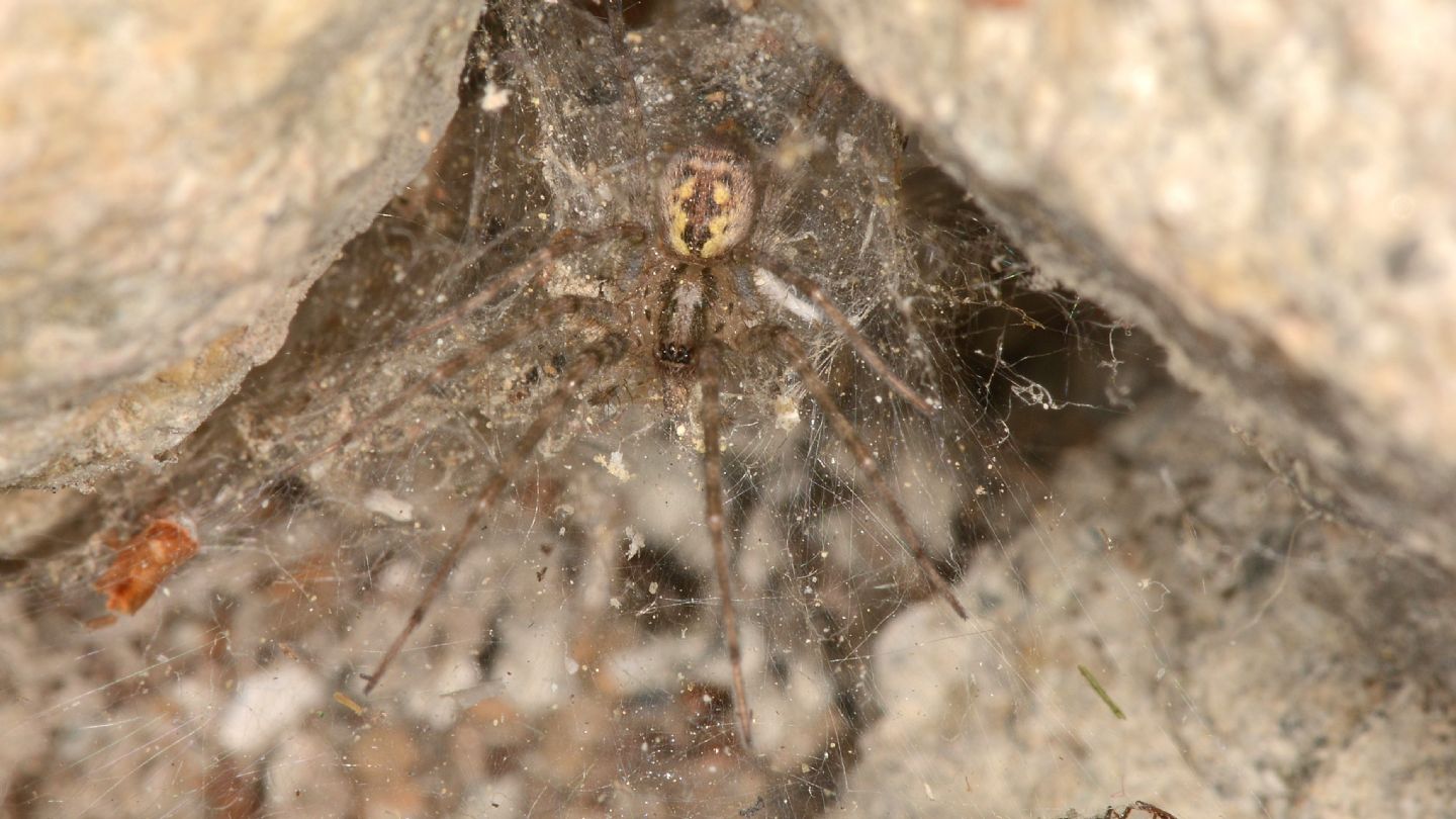 Tegenaria sp. - Bannio Anzino (VCO)